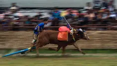 Seorang pemuda mengendarai kereta yang ditarik oleh dua ekor sapi jantan selama kompetisi balap banteng Karapan Sapi di Bangkalan, pulau Madura, Jawa Timur, Minggu (16/10/2022). Lomba karapan sapi yang memperebutkan Piala Presiden itu diikuti 24 pasang sapi dari sejumlah daerah di Madura. (Juni Kriswanto/AFP)