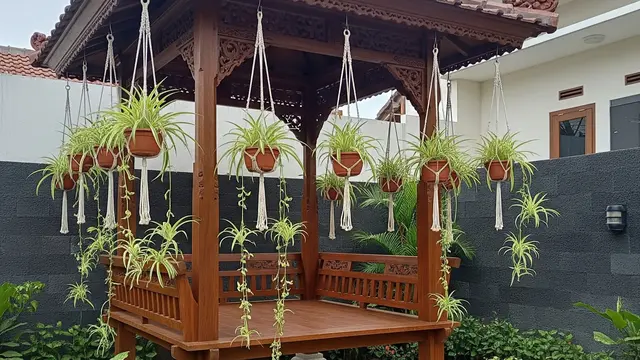 13 Tanaman yang Cocok Digantung di Gazebo, Hadirkan Suasana Teduh Alami