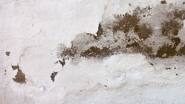 Kenali Bahaya Jamur Hitam di Rumah (photo by freepik)