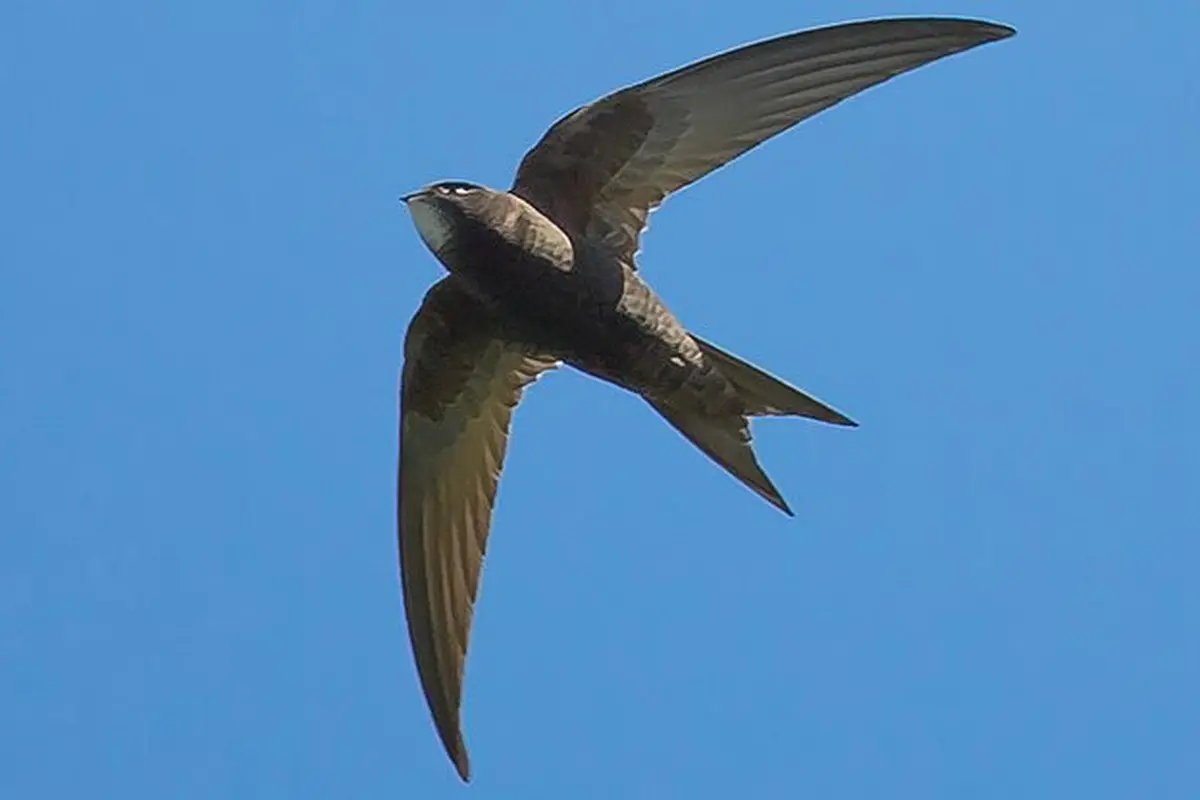 [Bintang] Burung Common Swift