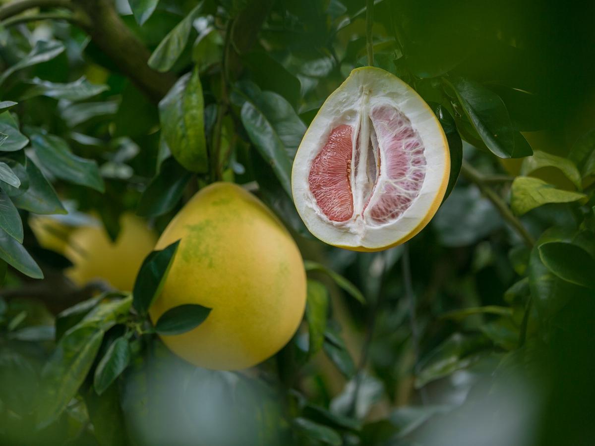 12 Manfaat Jeruk Bali Untuk Kesehatan, Mulai Dari Diet Hingga Wajah - Hot  Liputan6.Com