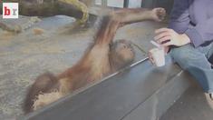 Parodi Orang utan binatang khas Indonesia dari Pulau Kalimantan, yang memberikan ekspresi mengejutkan saat mengetahui bahwa Arsenal jumpa Barcelona di 16 besar Liga Champions. Video ini diunduh dari laman bleacherreport.