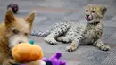 Bayi cheetah bernama Kris dan anak anjing bernama Remus terlihat akrab di Kebun Binatang Cincinnati, Ohio, Amerika Serikat, Rabu (9/10/2019). Remus membantu Kris mempraktikkan perilaku alami. (AP Photo/John Minchillo)