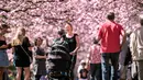 Sejumlah warga berjalan di bawah Bunga sakura yang bermekaran di sepanjang jalan di Pemakaman Bispebjerg, Kopenhagen, Denmark, (20/4). Keindahan bunga sakura yang bermekeran menandai dimulainya musim semi. (Mads Claus Rasmussen / Ritzau Scanpix via AP)