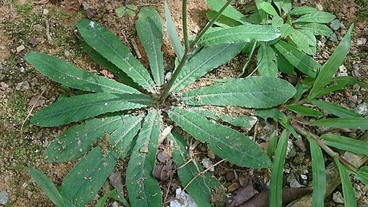 perbedaan daun tempuyung dan tapak liman
