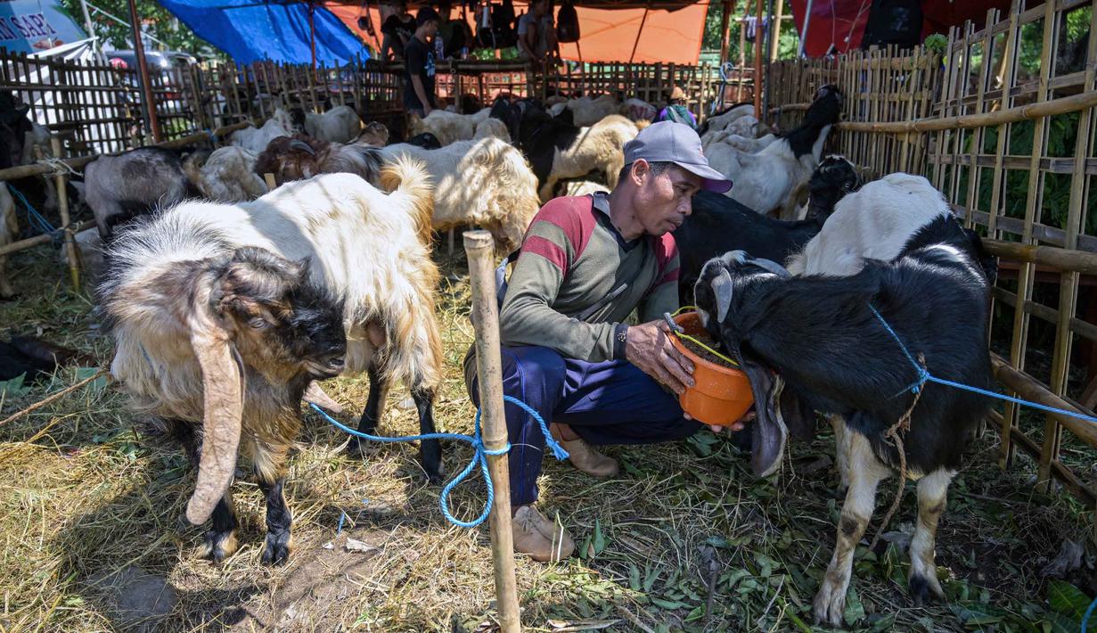 Seorang pedagang ternak memberi makan kambing di pasar ternak menjelang Idul Adha atau hari raya kurban bagi umat Muslim, di Surabaya, Jawa Timur, pada Rabu 20 Mei 2026. (JUNI KRISWANTO/AFP)