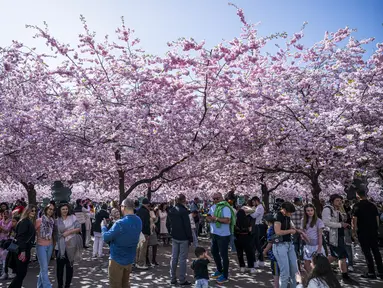 Orang-orang mengunjungi area pohon sakura di taman Kungstradgarden di Stockholm, Swedia, Rabu (1/5/2024). (Jonathan NACKSTRAND / AFP)