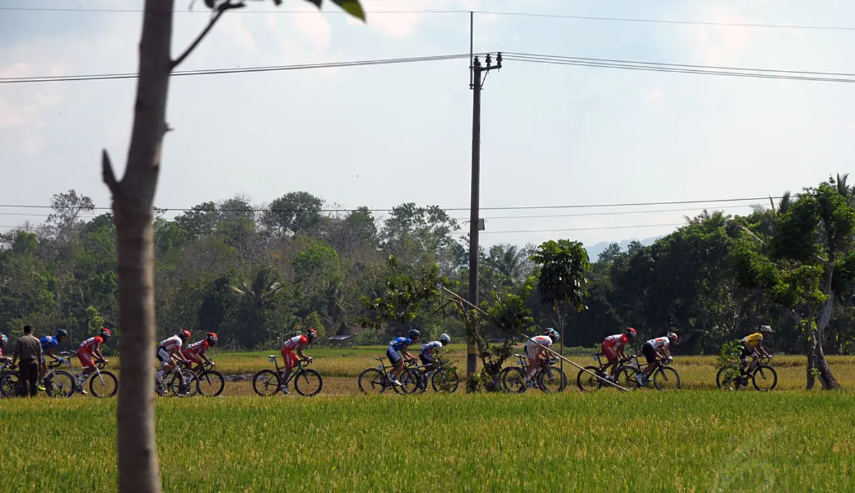 Etape 2 Internasional Tour De Banyuwangi Ijen mengambil start dari terminal Jajag dan finis di lapangan Maron, Genteng, Banyuwangi. Tampak, sejumlah pebalap melintasi salah satu areal persawahan. (17/10/2014). (Liputan6.com/Helmi Fithriansyah)