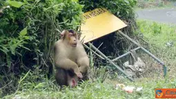 Citizen6, Sumatera: Kawasan Wisata Berastagi di Kabupaten Karo, Sumatera Utara, terdapat kumpulan monyet yang menarik banyak pengunjung. (Pengirim: Chairuddin)