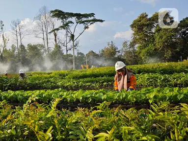 Taman Kehati Sawerigading Wallacea yang menjadi pengembangan dari Modern Nursery PT Vale terletak di Site Sorowako, Kabupaten Luwu Timur, Sulawesi Selatan. (Liputan6.com/ Elin Yunita Kristanti)