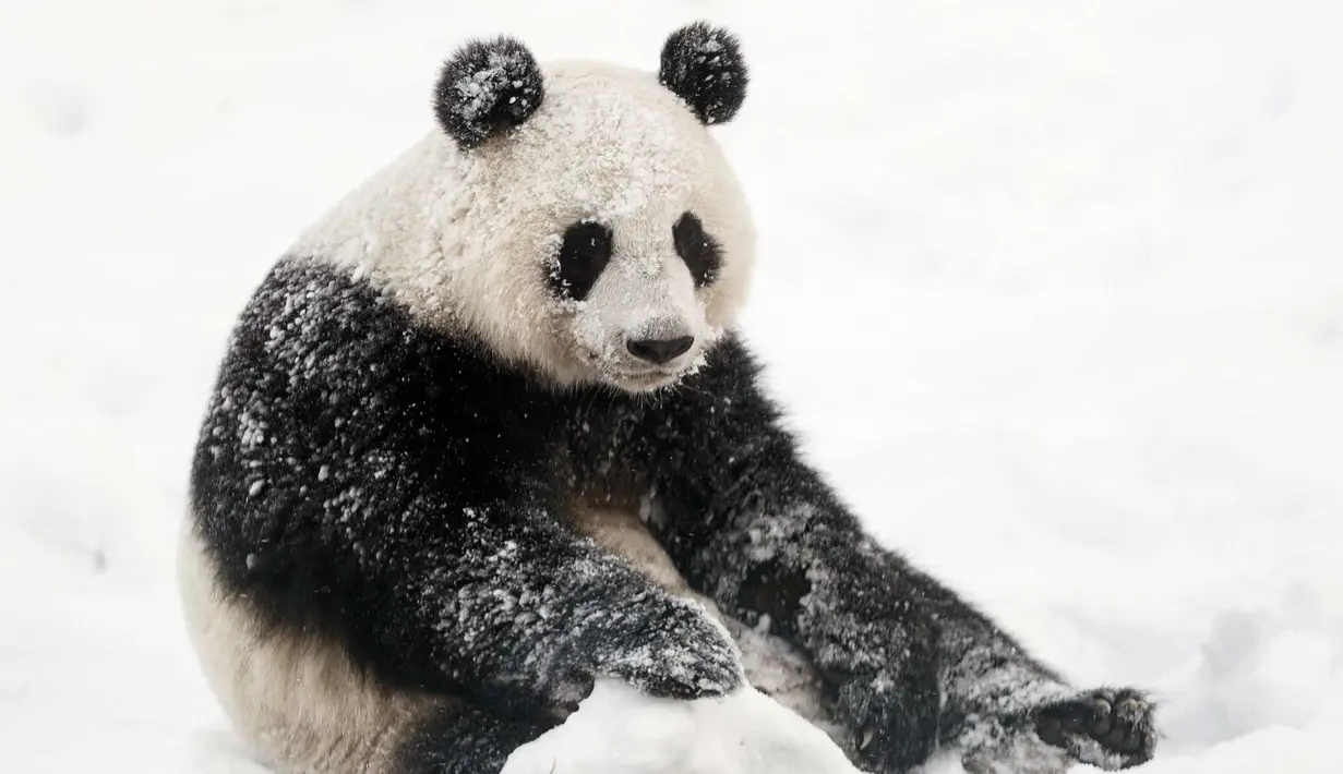Panda wanita Jin Bao Bao, bernama Lumi dalam bahasa Finlandia bermain salju pada hari pembukaan Resort Snowpanda di Kebun Binatang Ahtari, di Ahtari, Finlandia, (17/2). (Roni Rekomaa / Lehtikuva via AP)
