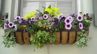 Window garden merupakan tanaman yang diletakkan pada kotak di luar jendela. Anda pun bisa menanam berbagai jenis tanaman.