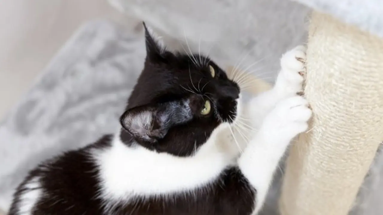 Apakah Kucing di Rumahmu Bertingkah Aneh? Ini Alasannya