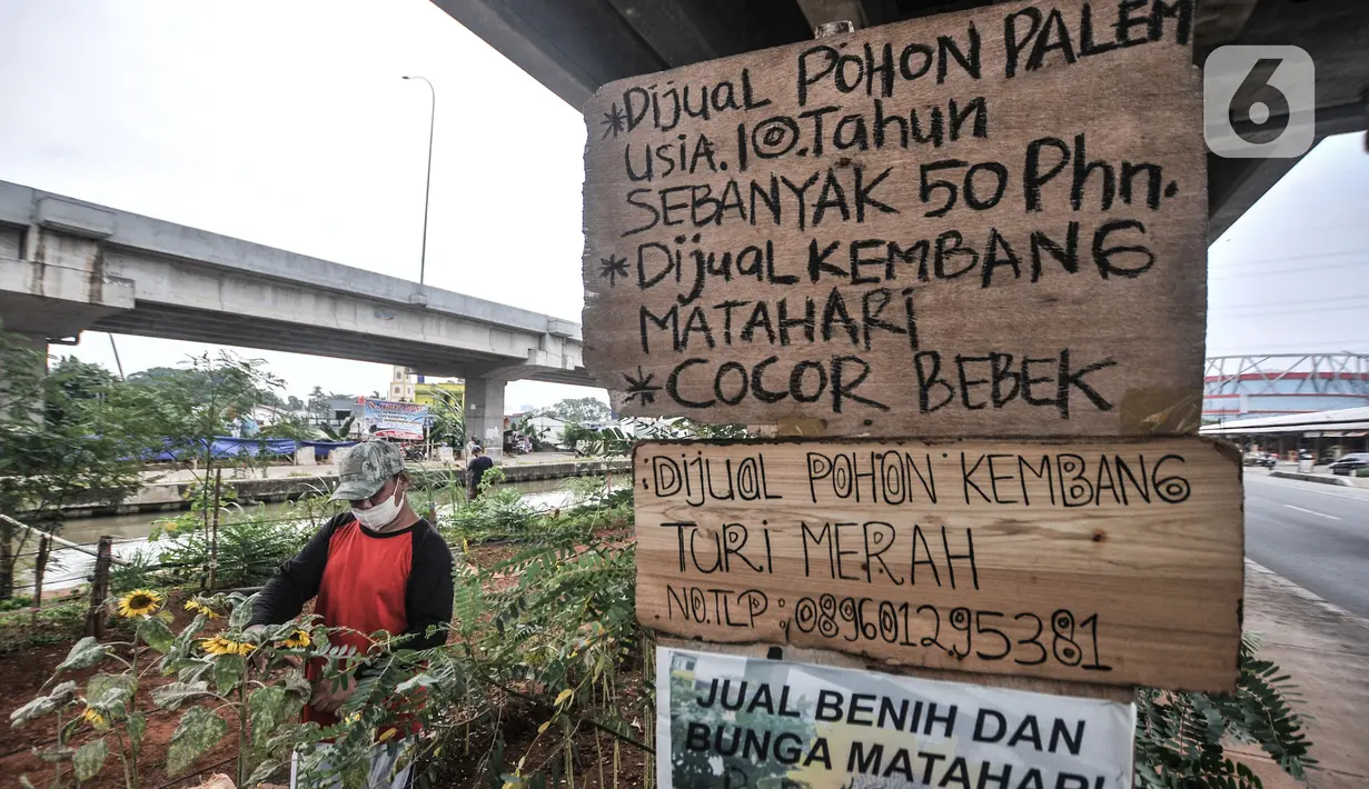 Budi (63) melakukan perawatan kebun bunga matahari di kawasan Kalimalang, Jakarta, Rabu (14/7/2021). Pandemi Covid-19 menyebabkan Budi kehilangan mata pencaharian sebagai penjual tiket pertandingan olahraga dan beralih profesi menjadi petani benih bunga matahari. (merdeka.com/Iqbal S Nugroho)
