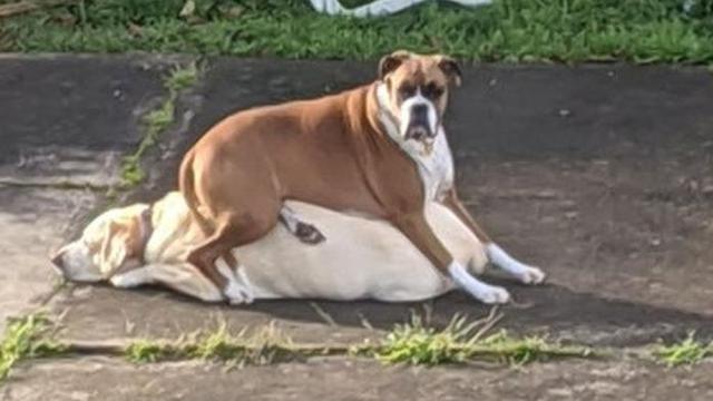 Tidak Sopan, 6 Potret Ini Tunjukkan Hewan Peliharaan Juga Perlu Dididik