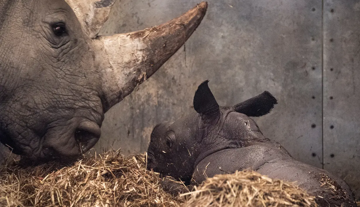 Badak putih yang baru lahir bersama induknya di kandang mereka di Kebun Binatang Kopenhagen, Denmark, Rabu (15/4/2020). Menurut organisasi Save the Rhino International, populasi badak putih tahun 2020 adalah antara 17.212 dan 18.915. (Niels Christian Vilmann/Ritzau Scanpix/AFP)