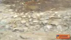 Jalan yang ada di Desa Jatiprahu, Kecamatan Karangan, Kabupaten Trenggalek tepatnya di Dusun Nggrogolan. Sejak tahun 1990 sampai saat ini belum juga diaspal.