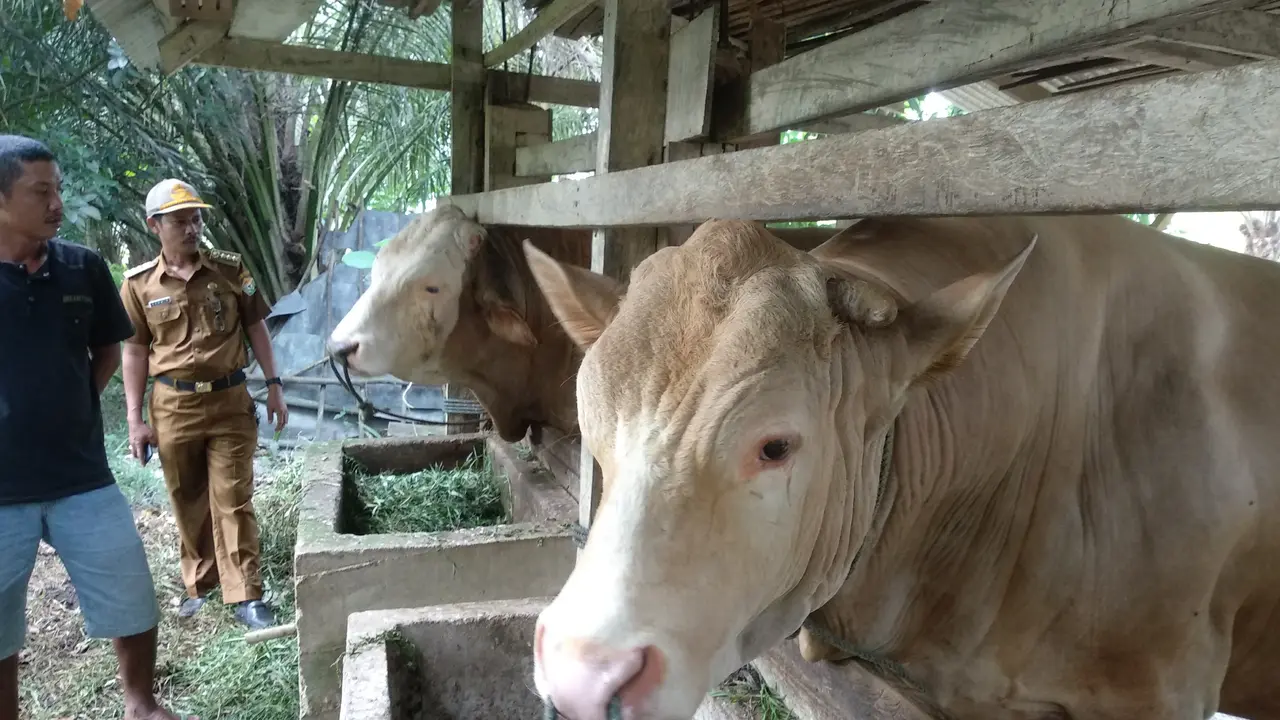 Upin, sapi kurban sumbangan Jokowi pada perayaan Idul Adha 1441 Hijriah di Kendari.(Liputan6.com/Ahmad Akbar Fua)