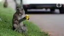 Monyet ekor panjang (Macaca Fascicularis) memakan buah yang dilemparkan warga di kawasan Suaka Margasatwa Muara Angke, Penjaringan, Jakarta, Sabtu (29/5/2021). Pemberian makanan oleh warga kepada monyet ekor panjang bisa berdampak pada perilaku makan hewan tersebut. (Liputan6.com/Helmi Fithriansyah)