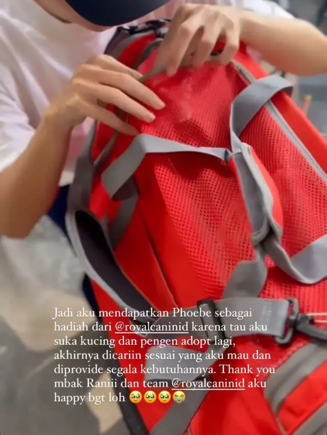 Momen Enzy Storia dan Molen Kasetra membagikan cerita manis bersama seekor kucing betina jenis Scottish Fold bernama Phoebe (Instagram/@enzystoria)