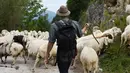 Penggembala membawa domba gunung mereka ke lembah padang rumput saat acara penggalangan domba tradisional di Mittenwald, Jerman Selatan (9/9). (AFP Photo/dpa/Angelika Warmuth)
