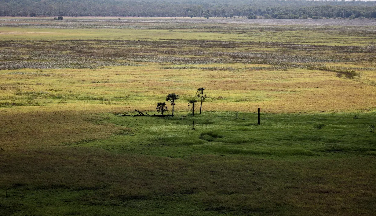 Kakadu National Park merupakan taman nasional terbesar di Australia dan diakui sebagai situs warisan dunia oleh UNESCO. (DAVID GREY / AFP)