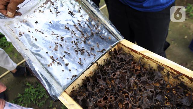 FOTO: Budidaya Lebah Madu di Hutan Kota Srengseng