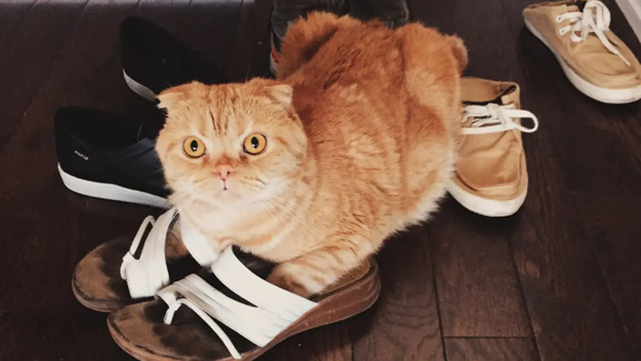 15 Gambar yang Menunjukkan Kucing Adalah Hewan Pemalas