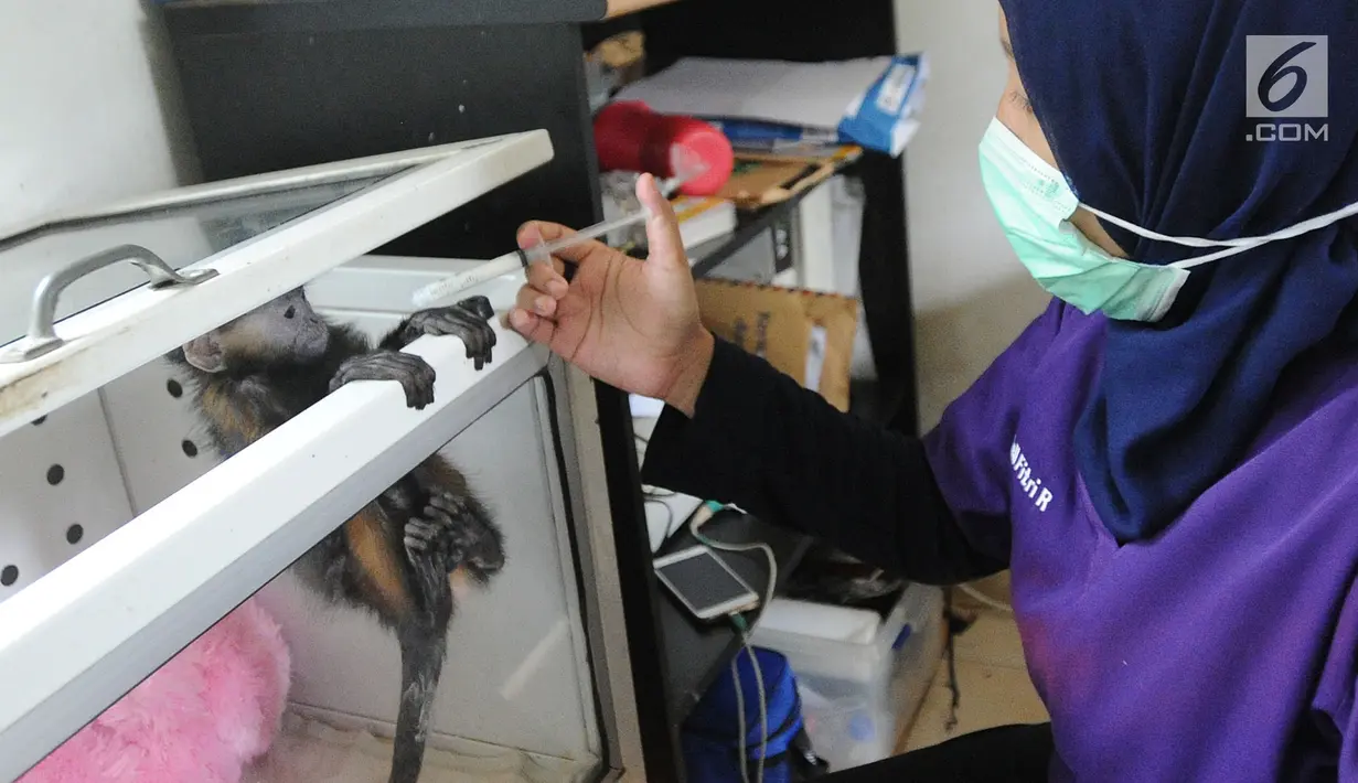 Dokter hewan yang juga aktivis ASTI memberi susu  Lutung Jawa di tempat Pusat Transit Satwa Gadog ASTi, Bogor, Senin (11/3). Lebih dari 90 satwa dari 28 jenis  dipelihara secara sementara di tempat ini. (merdeka.com/arie basuki)