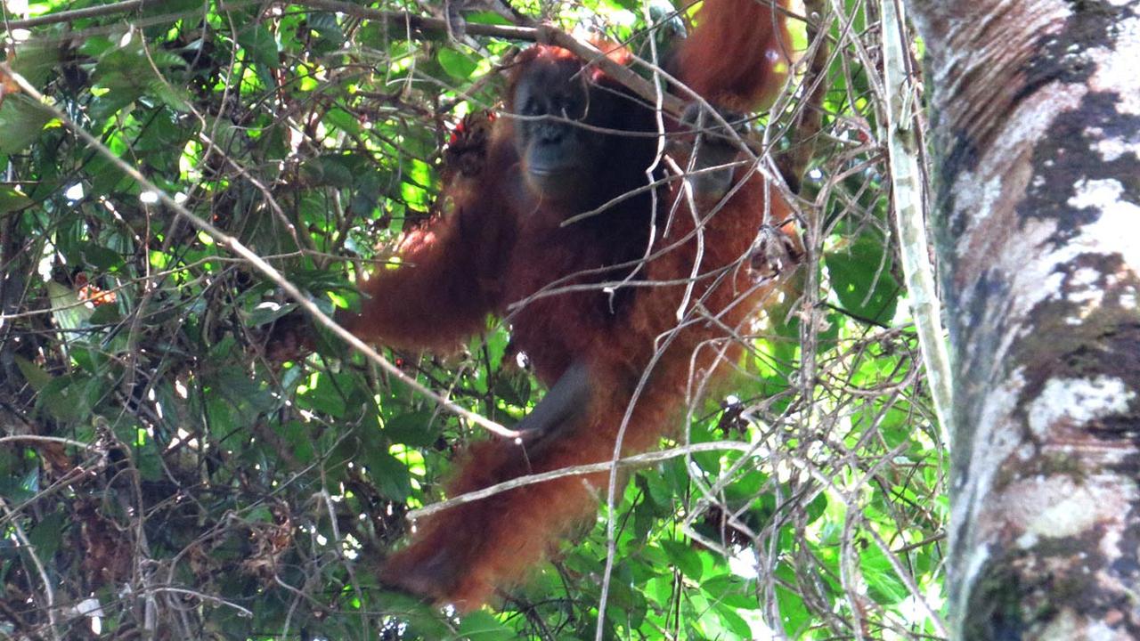 Orang utan sumatera