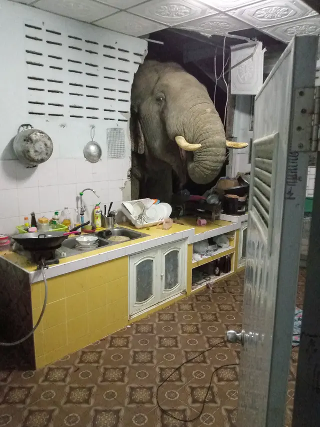 FOTO: Bikin Kaget, Gajah Cari Makan di Dapur Rumah Warga Thailand