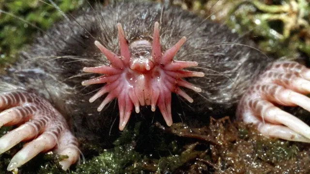 Tikus Star-Nosed Mole (Capture)