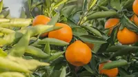Ilustrasi jeruk mandari Jepang (Dok.Unsplash/ Hoyoung Choi)
