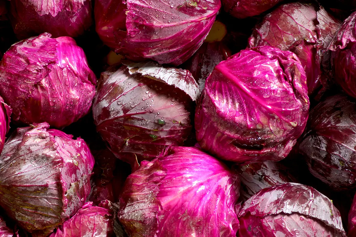 Sayur Kubis Ungu