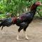 Ayam Sengkuni (Gemini AI)