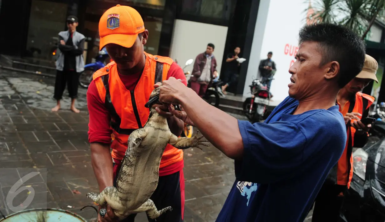 Petugas mengikat seekor biawak yang ditemukan di saluran air ketika banjir melanda kawasan Kemang, Jakarta Selatan, Selasa (4/10). Setelah ditangkap petugas, biawak itu dibawa ke kantor Kecamatan Mampang. (Liputan6.com/Gempur M Surya)