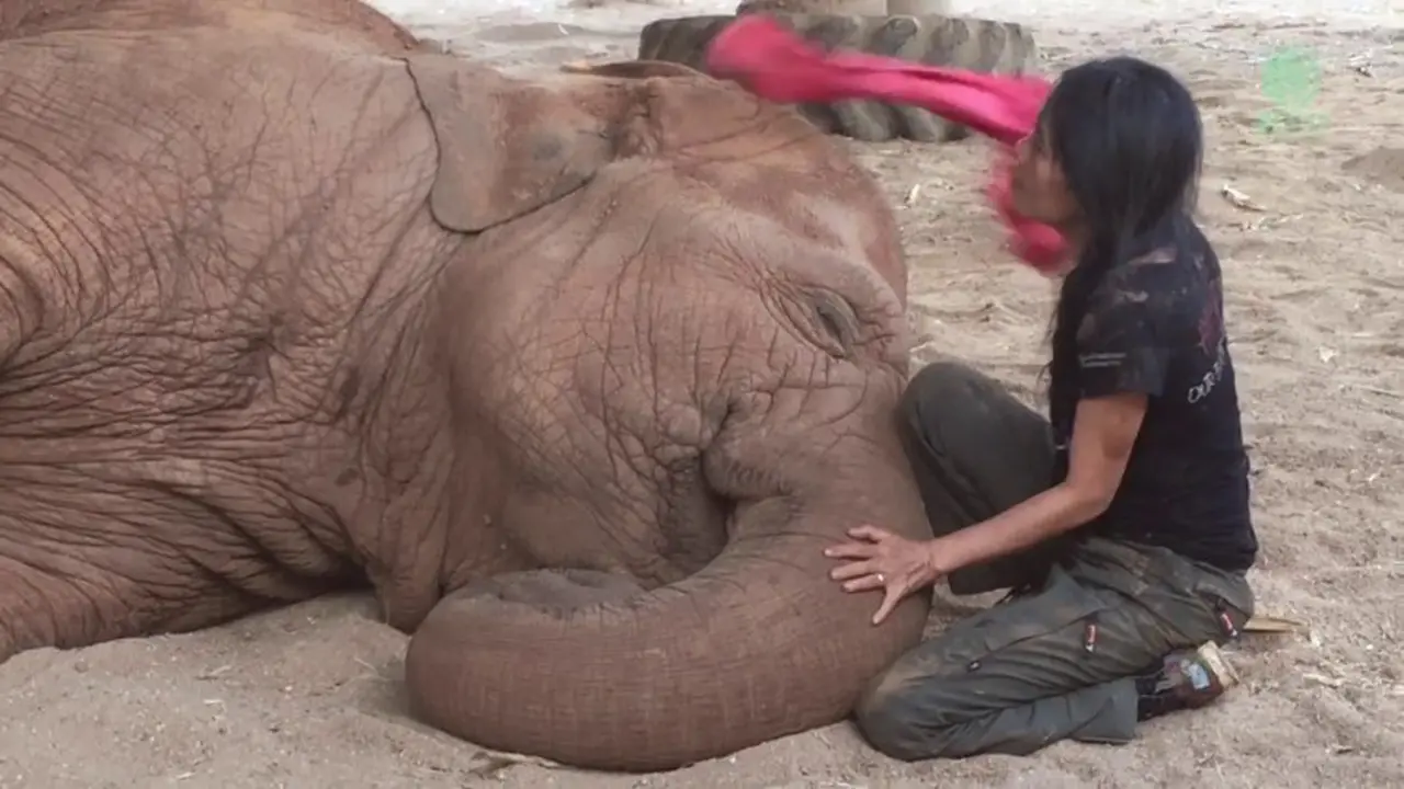 Gajah Ini Tertidur Pulas Saat Dinyanyikan Lagu Nina Bobo
