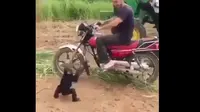 Monyet ngamuk tidak diajak naik motor