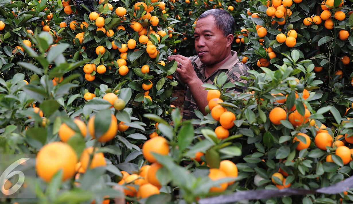 Seorang pedagang saat memilih jeruk jenis Kumquat dan Chusa yang di impor dari Cina di Jakarta, Rabu (27/1). Permintaan Jeruk asal Cina tersebut meningkat 100 % menjelang imlek. (Liputan6.com/Angga Yuniar)