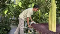 Arnaldy Indra Prasetya bersama bunga bangkai yang sedang mekar. (Arnaldy Prasetya/Botanischer Garten Berlin)