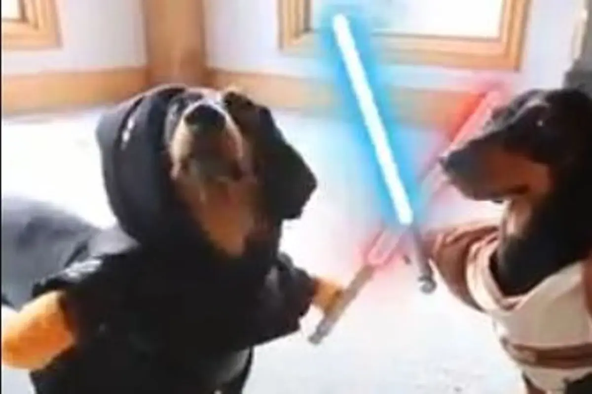 [Bintang] Lucunya Kelakuan Anjing Ketika Parodikan Film Star Wars