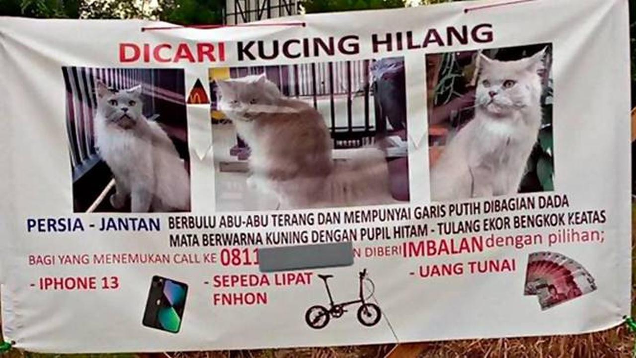 Beri Hadiah Mewah, Ini 6 Pengumuman Kucing Hilang Ini Bikin Heboh