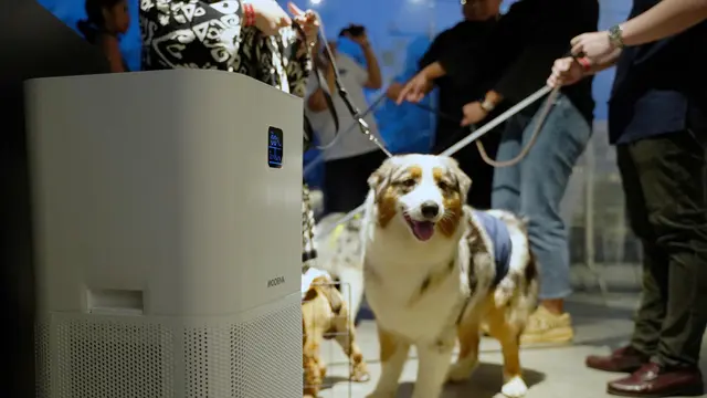 Modena Valentine Special