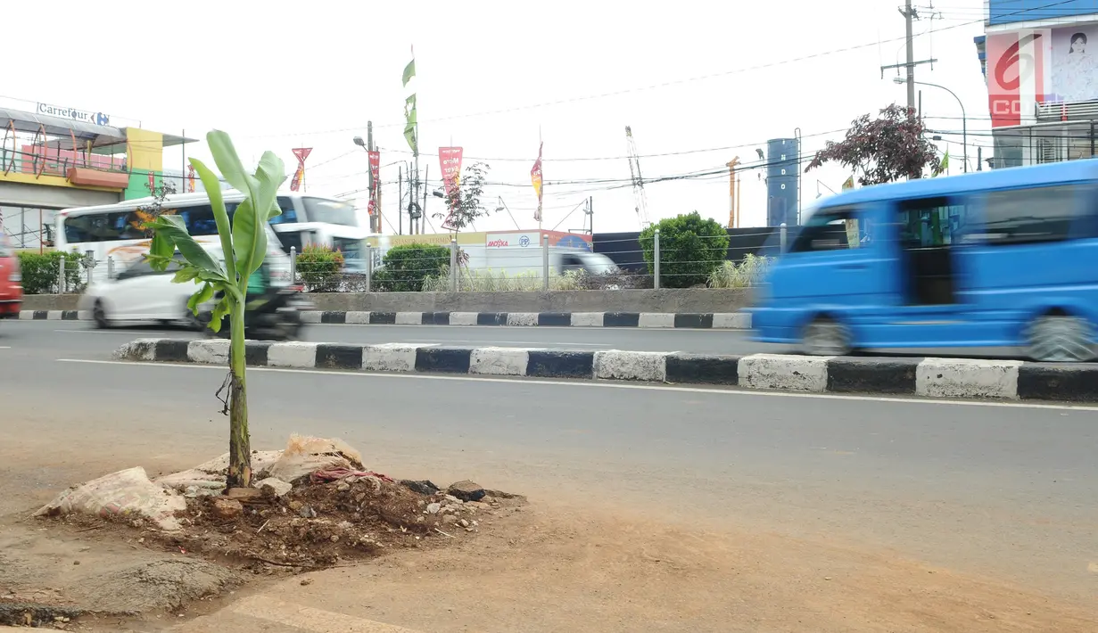 Sebuah lubang bekas galian ditanami pohon pisang di pinggir Jalan Raya Margonda, Depok, Senin (4/3/2019). Aksi tanam pohon pisang itu sebagai protes warga akibat banyaknya lubang galian di Jalan Margonda. (Liputan6.com/Herman Zakharia)