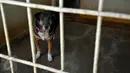  Seekor anjing tampak di dalam kandang Pondok Pengayom Satwa Jakarta (PPJS), Jakarta, Sabtu (18/7/2015). Tempat ini menjadi pilihan pemudik untuk menitipkan hewan kesayangannya. (Liputan6.com/Yoppy Renato)