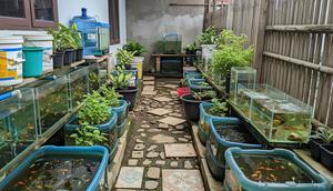 Usaha Ternak Ikan di Rumah Sempit Ikan Hias/ Ilustrasi gambar oleh AI