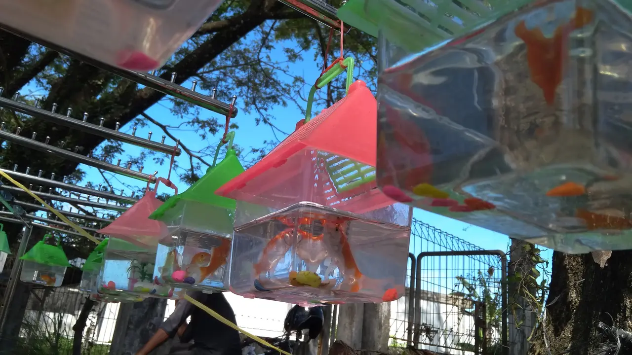 Penjual Ikan Hias