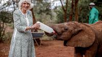 Ratu Camilla dari Inggris memberi makan bayi gajah dengan susu dari botol saat berkunjung ke Sheldrick Wildlife Trust Elephant Orphanage di Nairobi pada 1 November 2023. (LUIS TATO / POOL / AFP)