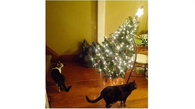 8 Potret Tingkah Kucing Merusak Pohon Natal, Bikin Tepuk Jidat