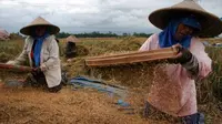 Petani merontokkan gabah di Desa Jenggolo, Malang, Jatim. Anjloknya harga gabah menjadi 1.900 rupiah per kilogram membuat petani di kawasan tersebut memilih menjualnya dalam bentuk beras. (Antara)